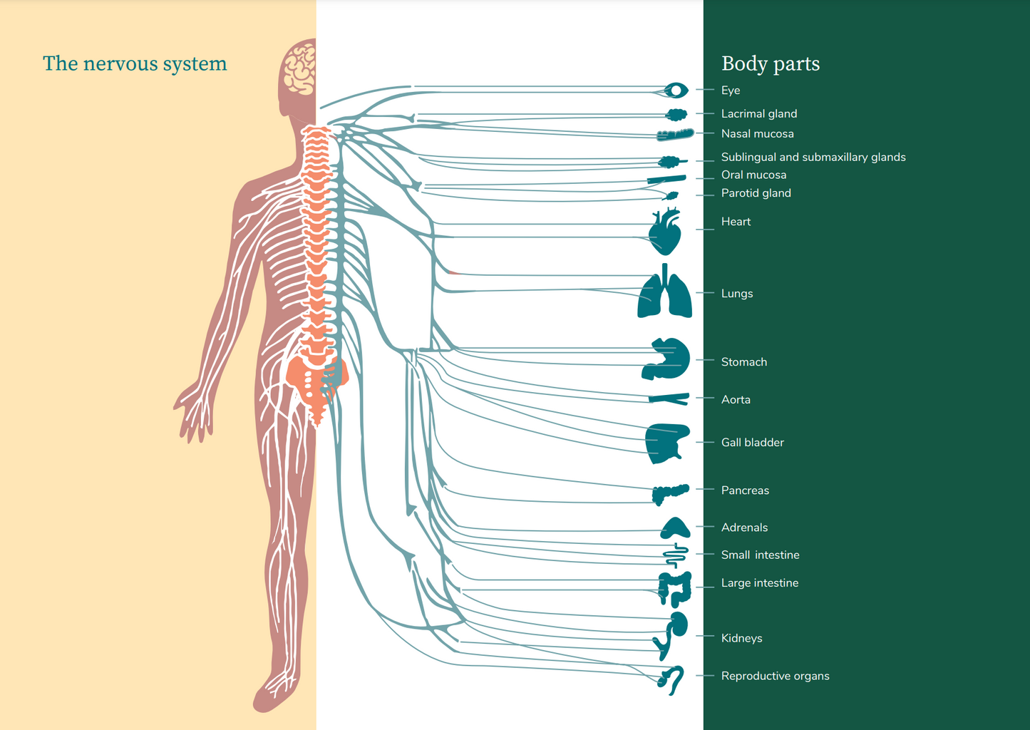 Education Booklet Sample